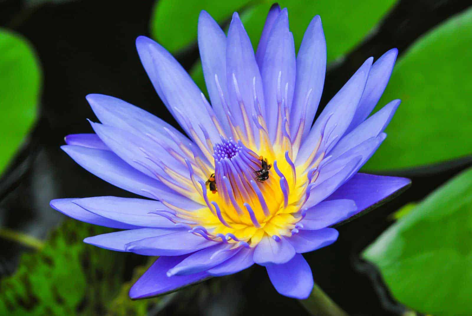 Buy Blue Lotus Floral Absolute Oil, Pure Absolute Wholesale Supplier India