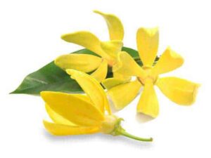 Ylang Ylang Hydrosol