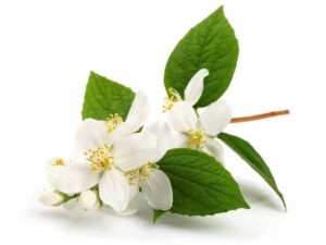 Jasmine Grandiflorum Floral Absolute Oil