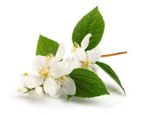 Jasmine Grandiflorum Floral Absolute Oil