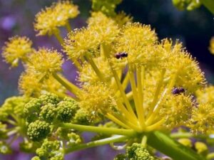 Galbanum Essential Oil