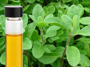 Marjoram Essential Oil