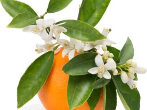 Orange Blossom Floral Absolute Oil