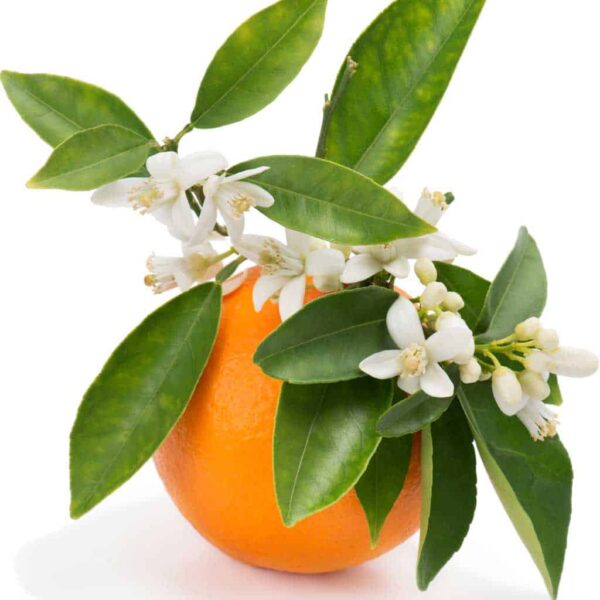 Orange Blossom Floral Absolute Oil