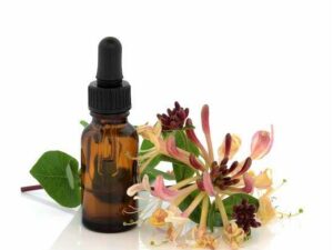 Honeysuckle Floral Absolute Oil