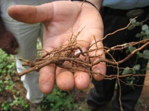 Boerhavia Diffusa