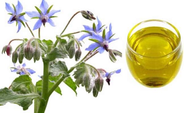 Borage Seed Carrier Oil