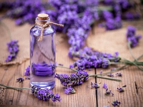 Lavender 100% Pure Organic 