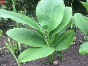 Turmeric Leaf Essential Oil