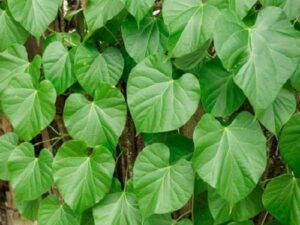 Tinospora Cordifolia Extract