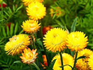 Helichrysum Hydrosol