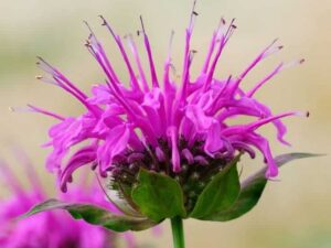 Monarda Essential Oil