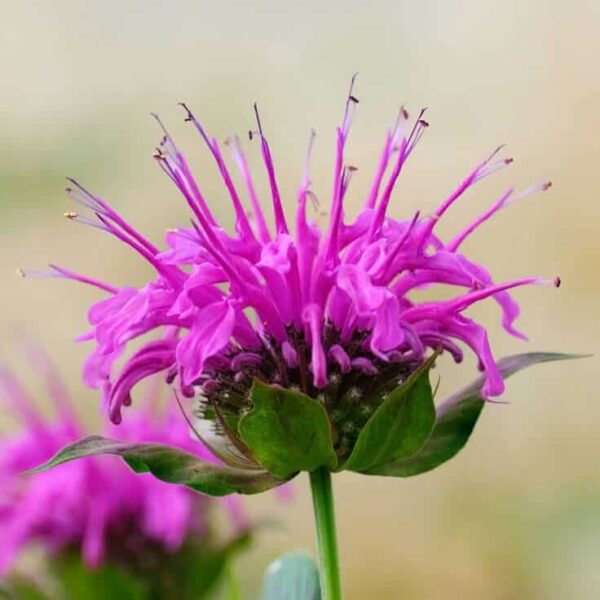 Monarda Essential Oil