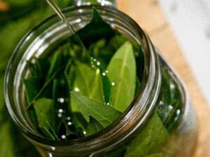 Laurel Leaf Essential Oil