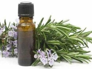 Cajeput Essential Oil