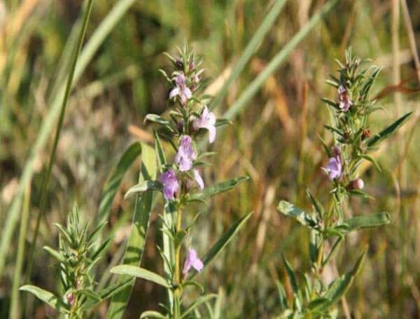 Winter Savory Essential Oil