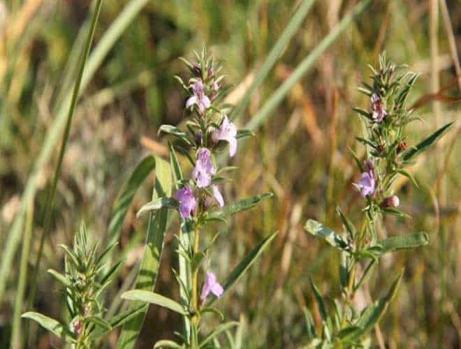 Winter Savory Essential Oil