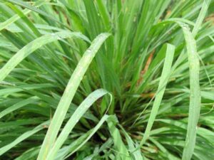 Citronella Essential Oil