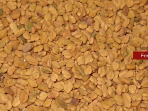 Fenugreek Oleoresins