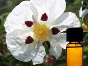 Labdanum Floral Absolute Oil