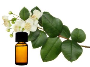 Myrtle Essential Oil