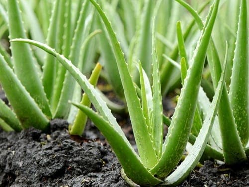 Several aloe veras are planted in the moist soil.