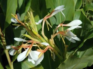 Hedychium Essential Oil