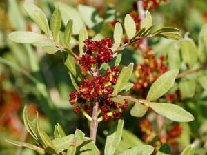 Mastic Essential Oil