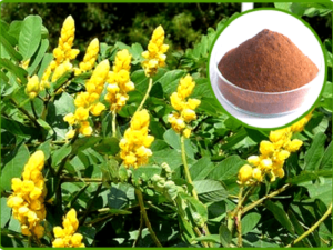 Cassia Angustifolia Extract(Senna Extract)