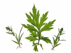 Mugwort Essential Oil