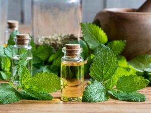 Lemon Balm Essential Oil