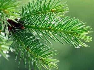 Pine Needle Essential Oil