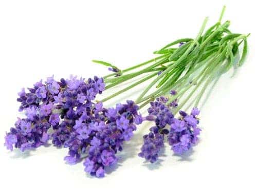 lavender essential oil